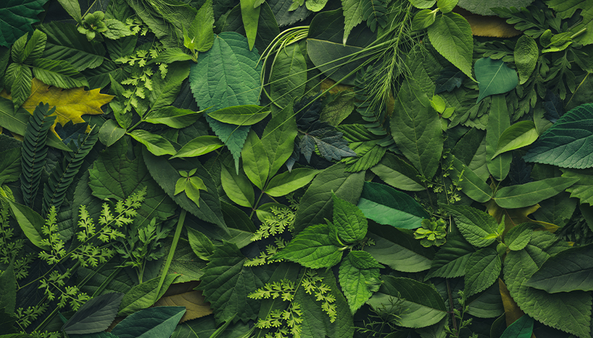 De nyttiga växtnäringsämnena – och varför du behöver dem