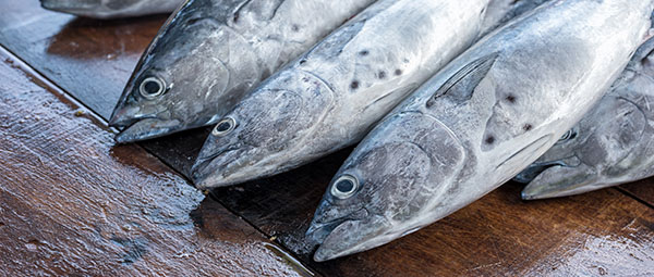  Äter du mycket tonfisk? Såhär undviker du tungmetaller